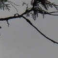 Copy of Fly Tree