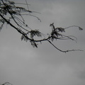 Fly Tree