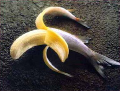 Mutant banana fish