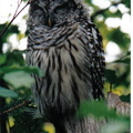 Owl2.jpg