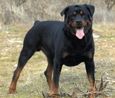 Rottweiler-picture