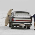 polar_bear_alaska.jpg