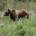 Yukon Grizzly bear