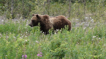 Yukon Grizzly bear