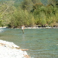 Looking for trout amongst spawning sockeye