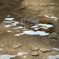 Frog in the shallows