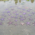 Starfish order