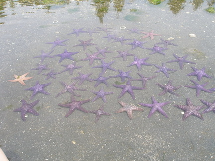 Starfish order