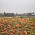 Pumpkin001.JPG