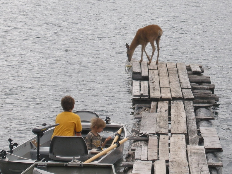 Taking a drink off the dock