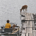 Taking a drink off the dock