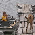 Deer liked the dock too