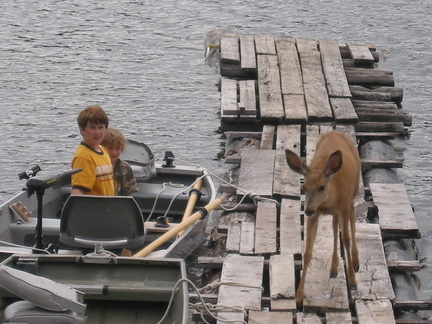 Deer liked the dock too