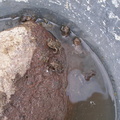 Bucket o' Frogs