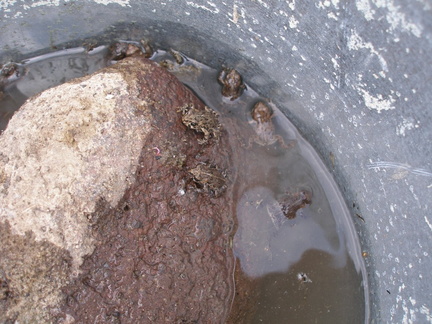 Bucket o' Frogs