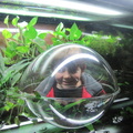 CB in the Toad tank