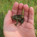 Leighton Frog