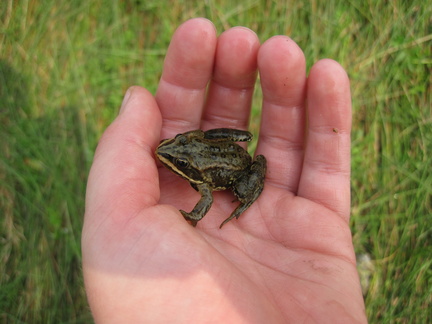 Leighton Frog