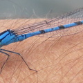 Damsels that don't catch &amp;amp; release :)