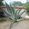 Aloe vera in the back yard
