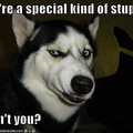Special Stupid