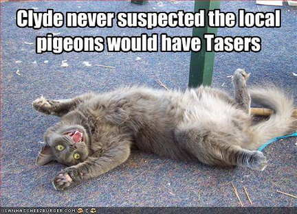 Tasered by Pigeons