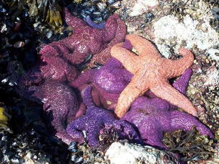 Cluster of starfish.JPG