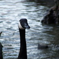 Goose at Ross lake.JPG