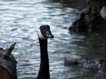 Goose at Ross lake.JPG