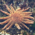 Scookumchuk Starfish.JPG