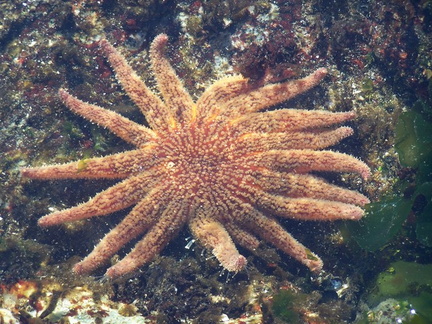 Scookumchuk Starfish.JPG
