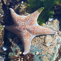 Scookumchuk Starfish 2.JPG