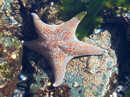 Scookumchuk Starfish 2.JPG