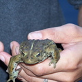 frog 3.JPG