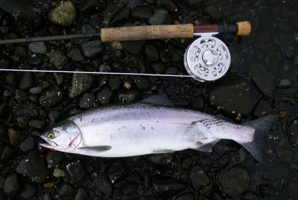 Pink salmon 002