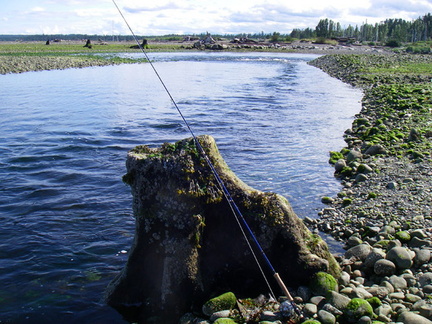 Oyster Estuary 1