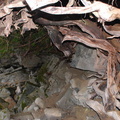 Nimpkish cave roots 2