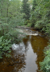 Nimpkish coho creek 1