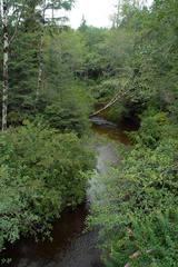 Nimpkish coho creek 2