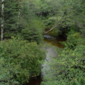 Nimpkish coho creek 2