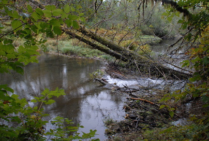 Conuma River beaver dam
