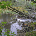 Conuma beaver dam