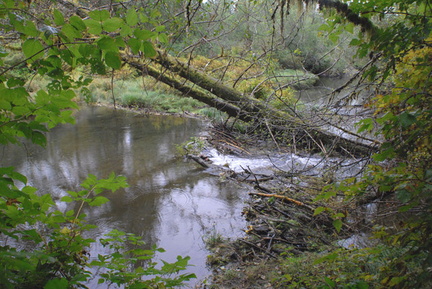 Conuma beaver dam