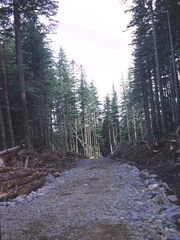 Logging road