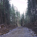 Logging road