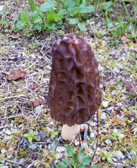 Spring Morel mushroom