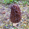 Spring Morel mushroom