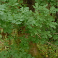 English Oak - Quercus robar