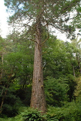 Giant Sequoia - Sequoiadendron gigantea