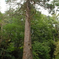Giant Sequoia - Sequoiadendron gigantea